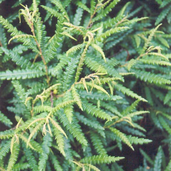 NetPS Plant Finder (www.netpsplantfinder.com)