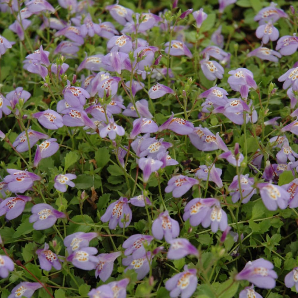 NetPS Plant Finder (www.netpsplantfinder.com)