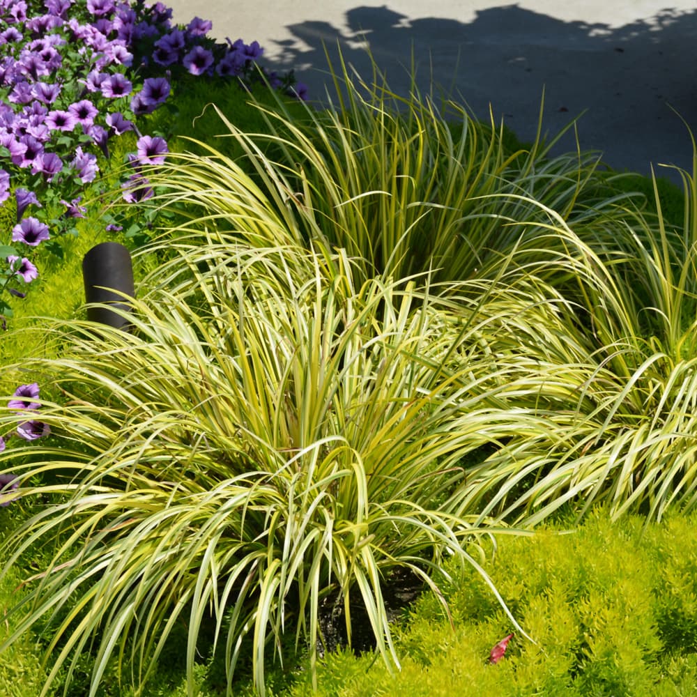 NetPS Plant Finder (www.netpsplantfinder.com)