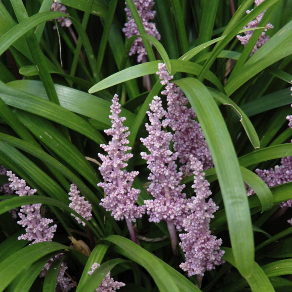 NetPS Plant Finder (www.netpsplantfinder.com)