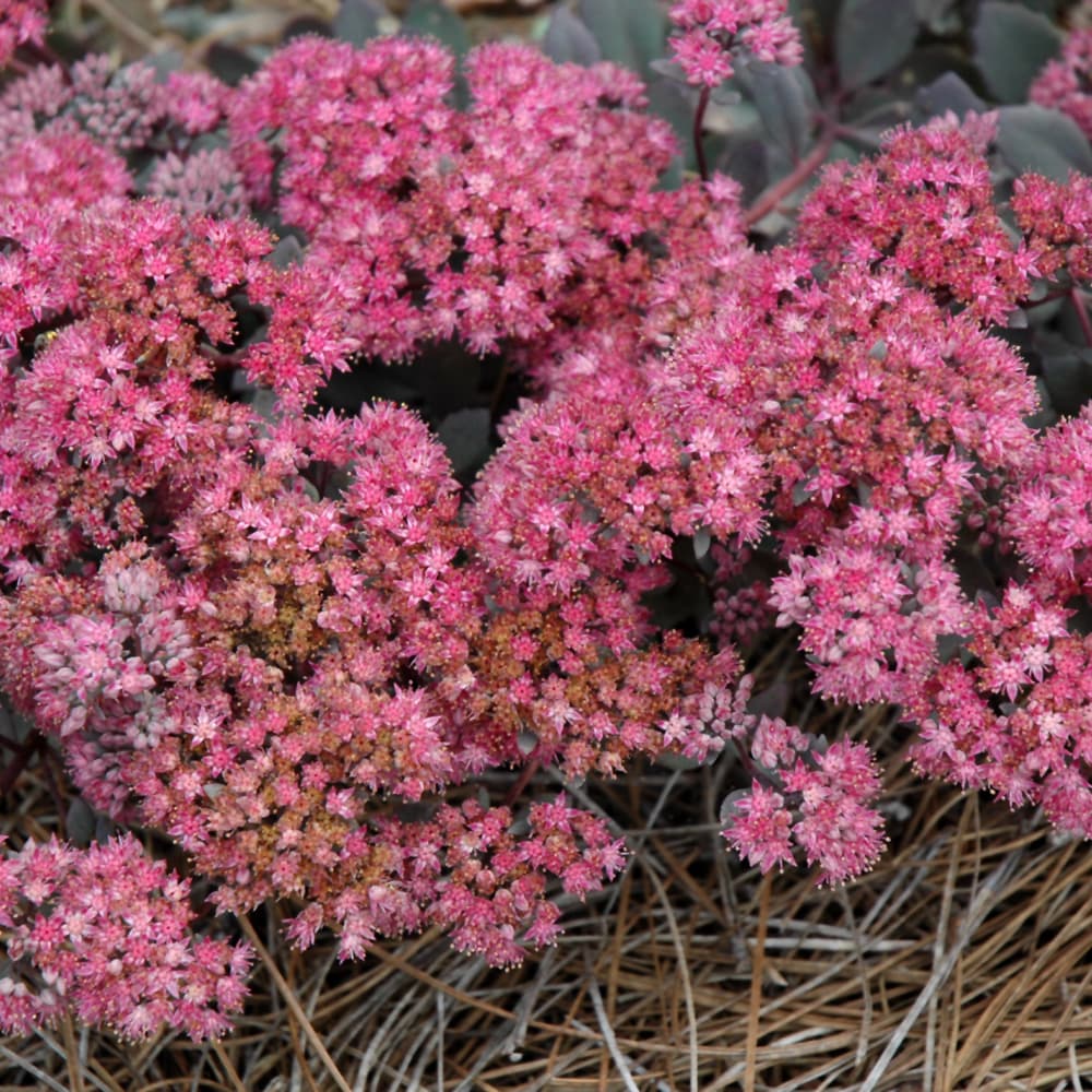 NetPS Plant Finder (www.netpsplantfinder.com)