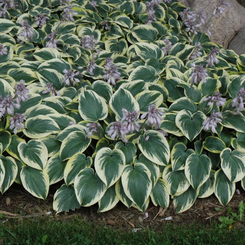 NetPS Plant Finder (www.netpsplantfinder.com)