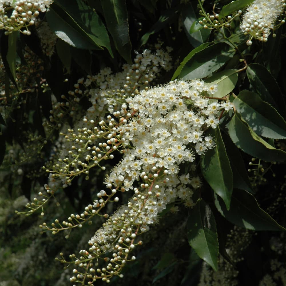 NetPS Plant Finder (www.netpsplantfinder.com)