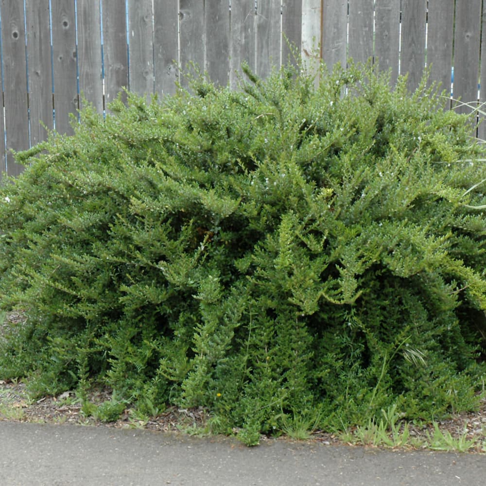 NetPS Plant Finder (www.netpsplantfinder.com)