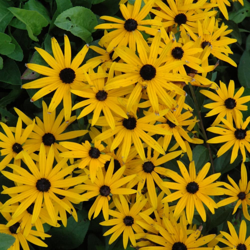 NetPS Plant Finder (www.netpsplantfinder.com)