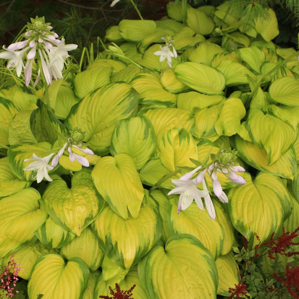 NetPS Plant Finder (www.netpsplantfinder.com)