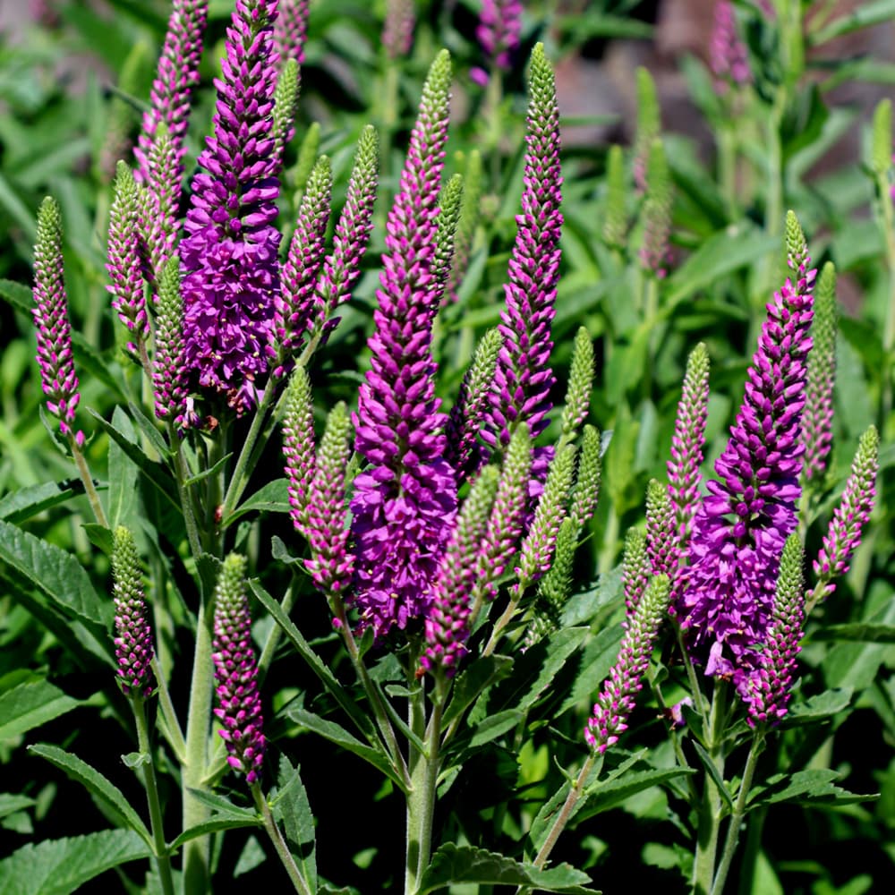 NetPS Plant Finder (www.netpsplantfinder.com)