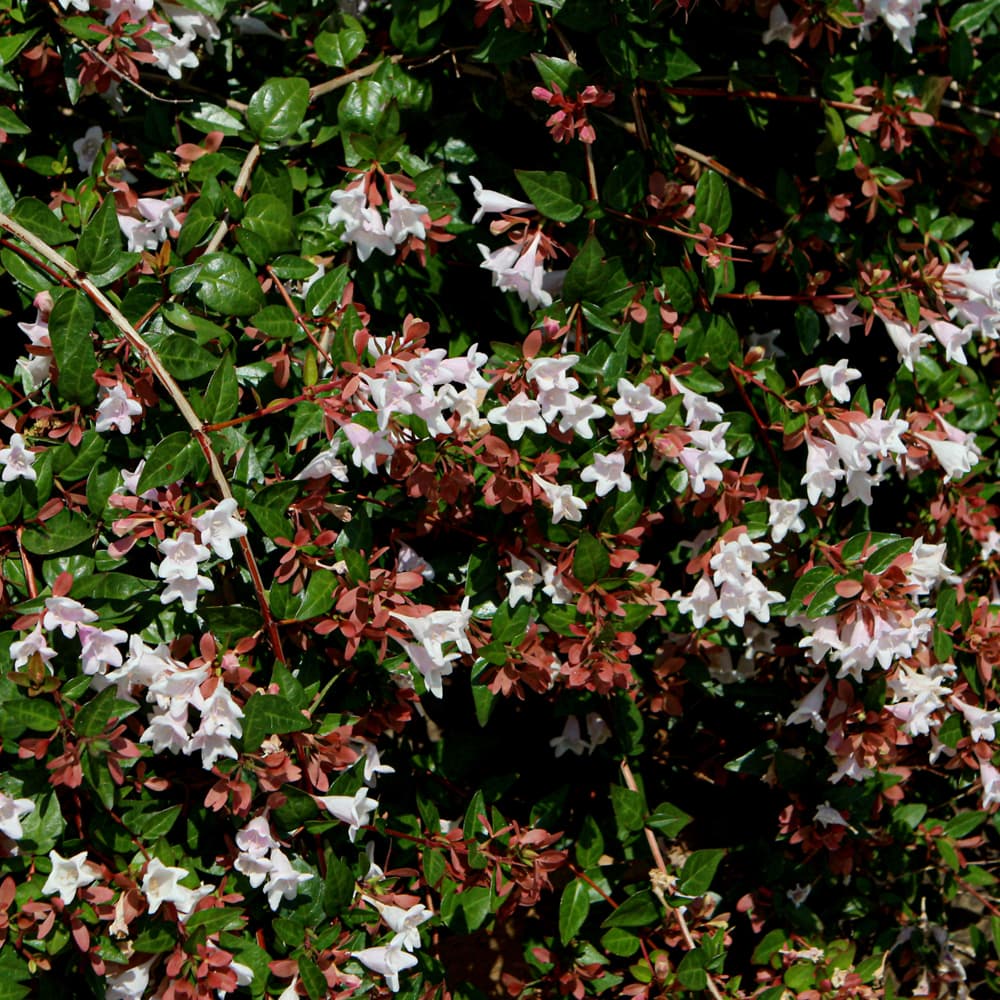 NetPS Plant Finder (www.netpsplantfinder.com)