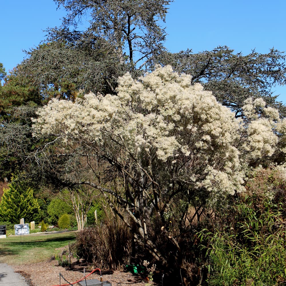 NetPS Plant Finder (www.netpsplantfinder.com)