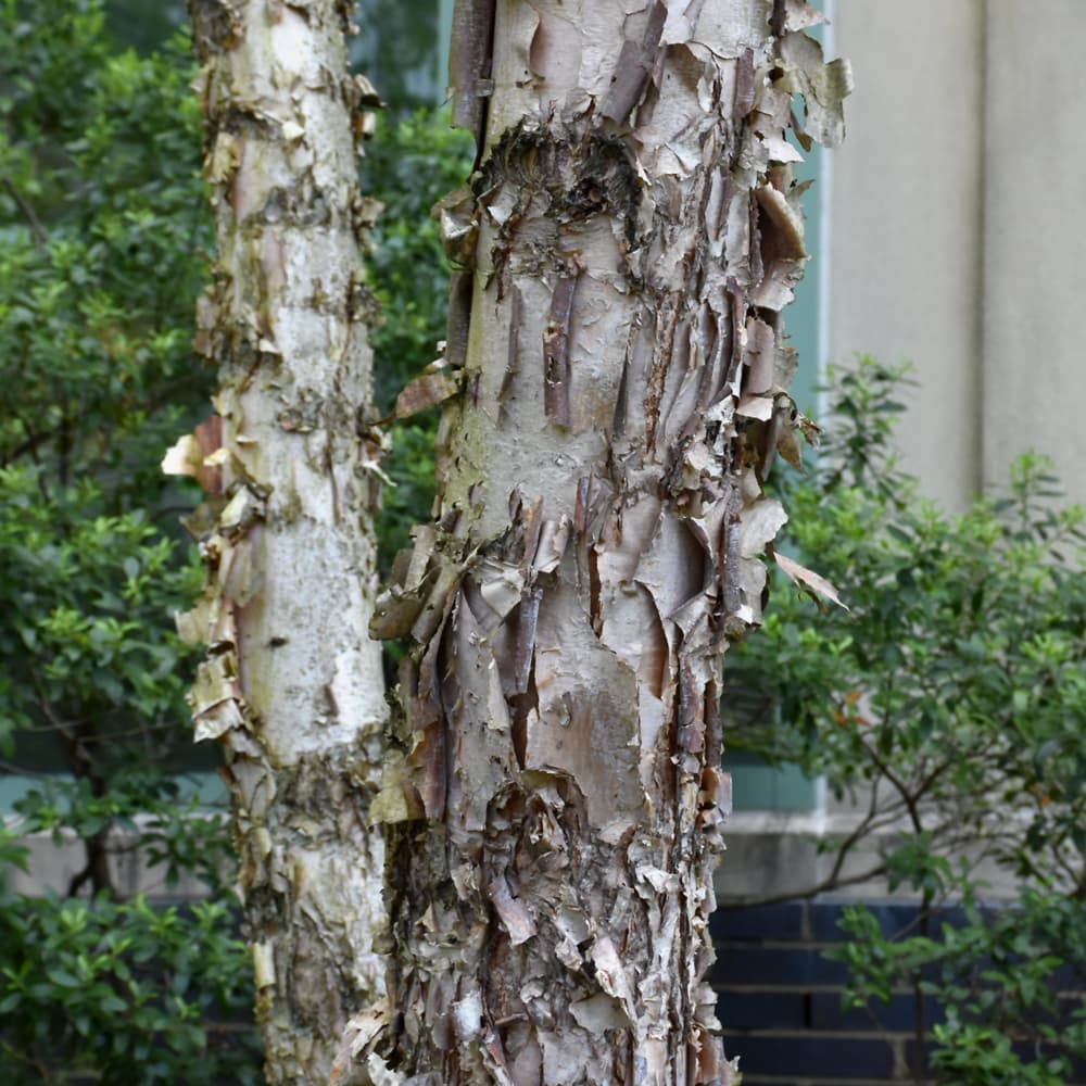 NetPS Plant Finder (www.netpsplantfinder.com)