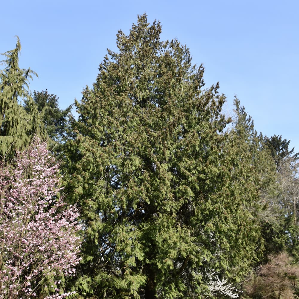 NetPS Plant Finder (www.netpsplantfinder.com)