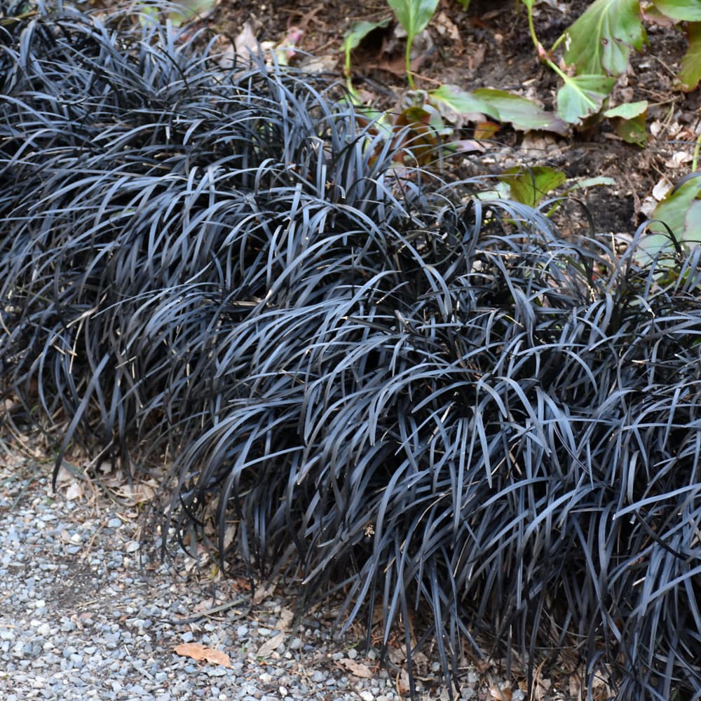 NetPS Plant Finder (www.netpsplantfinder.com)