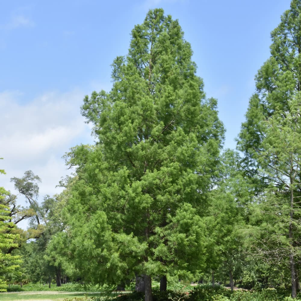 NetPS Plant Finder (www.netpsplantfinder.com)