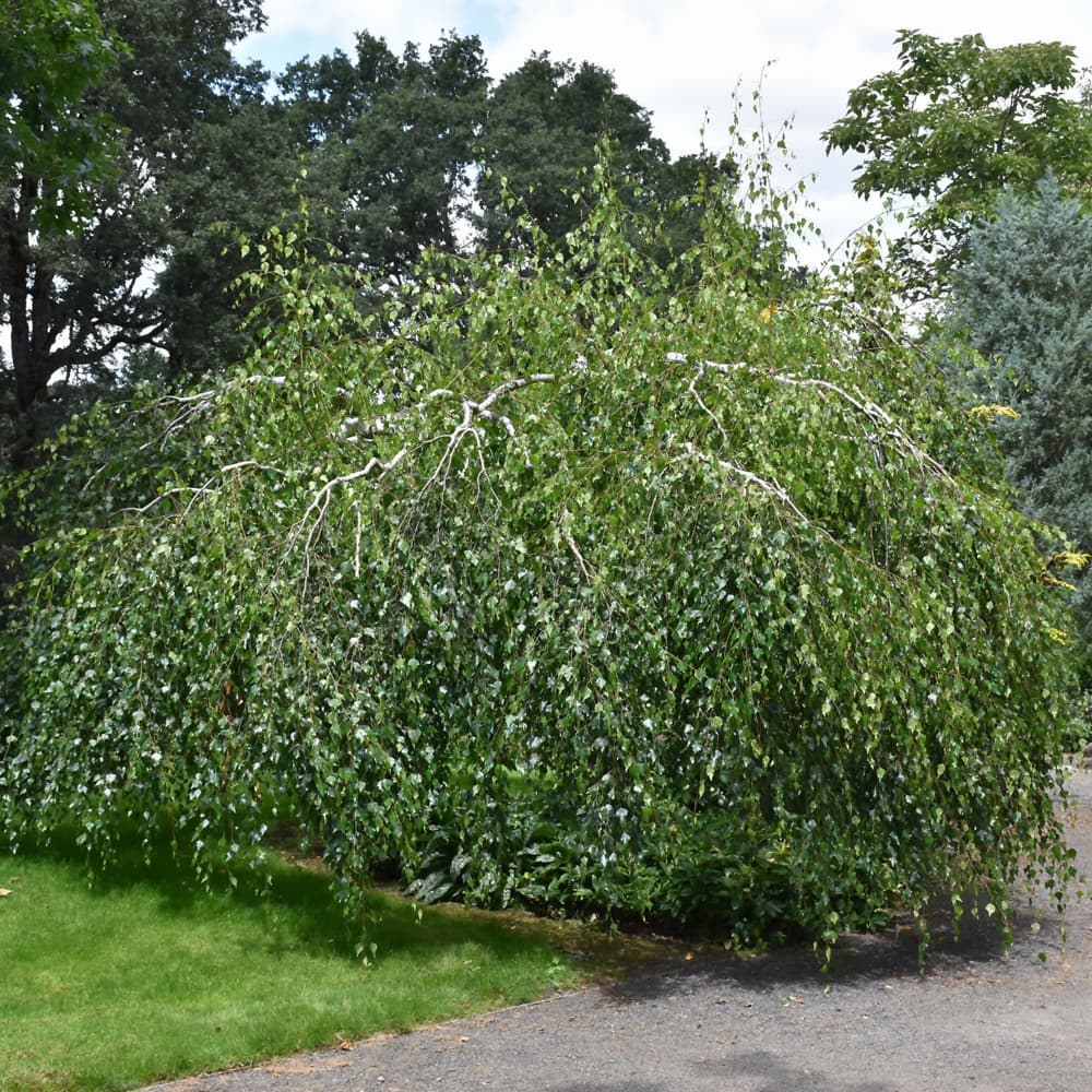 NetPS Plant Finder (www.netpsplantfinder.com)