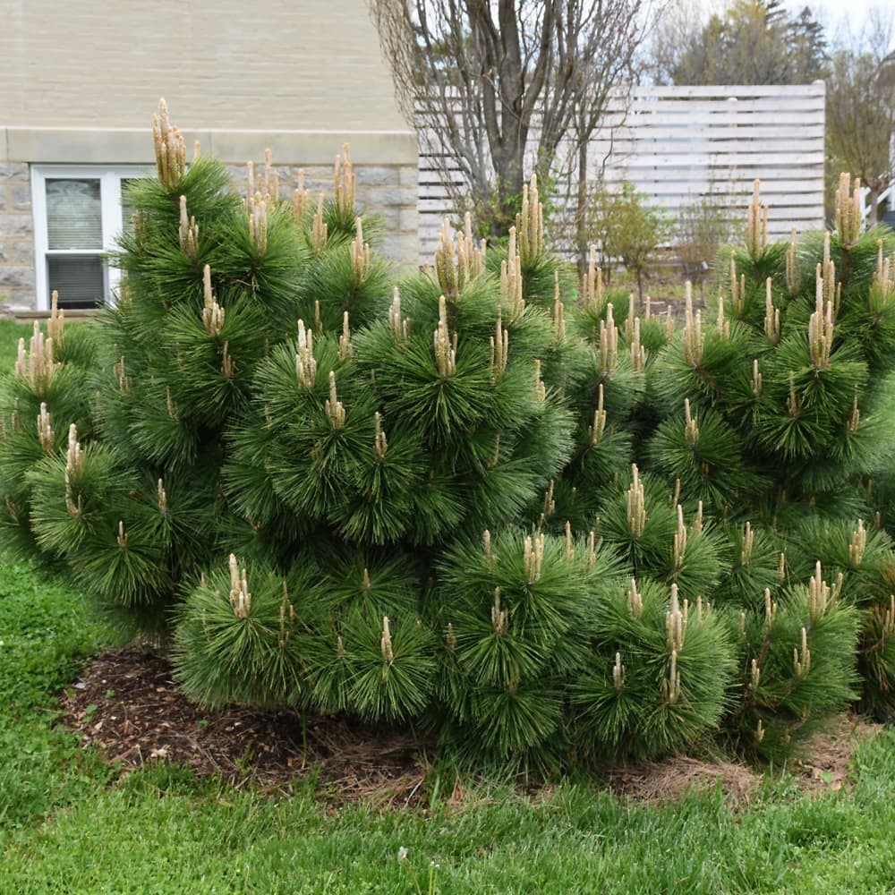 NetPS Plant Finder (www.netpsplantfinder.com)