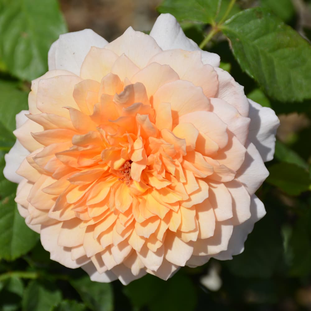 NetPS Plant Finder (www.netpsplantfinder.com)