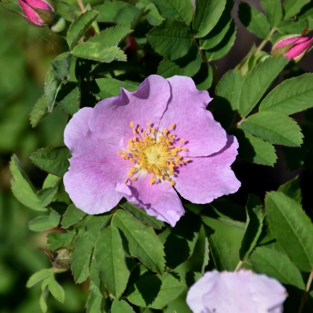 NetPS Plant Finder (www.netpsplantfinder.com)