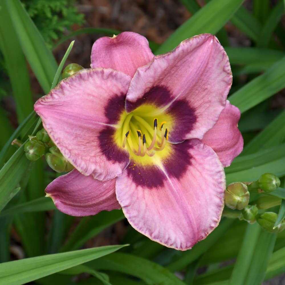 NetPS Plant Finder (www.netpsplantfinder.com)