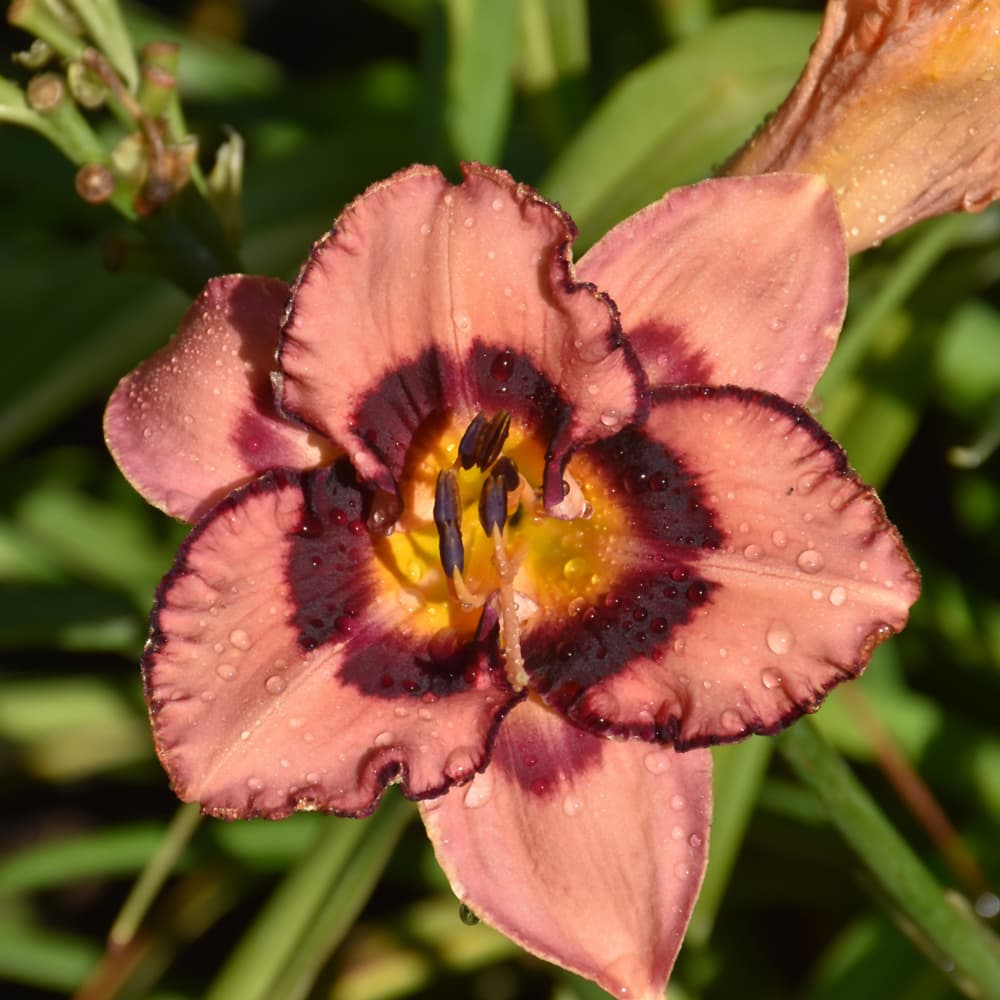 NetPS Plant Finder (www.netpsplantfinder.com)