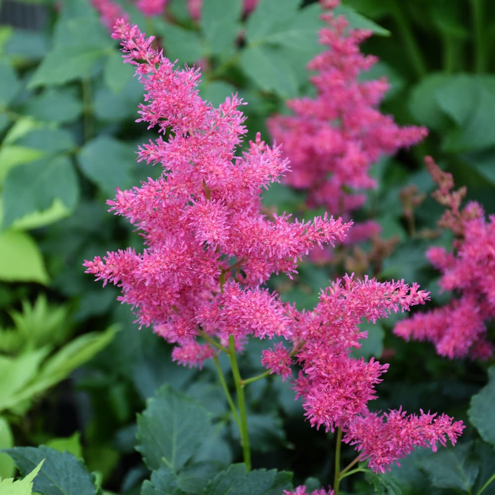 NetPS Plant Finder (www.netpsplantfinder.com)