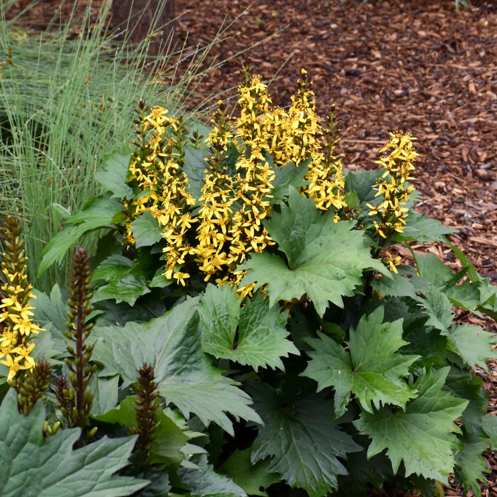 NetPS Plant Finder (www.netpsplantfinder.com)