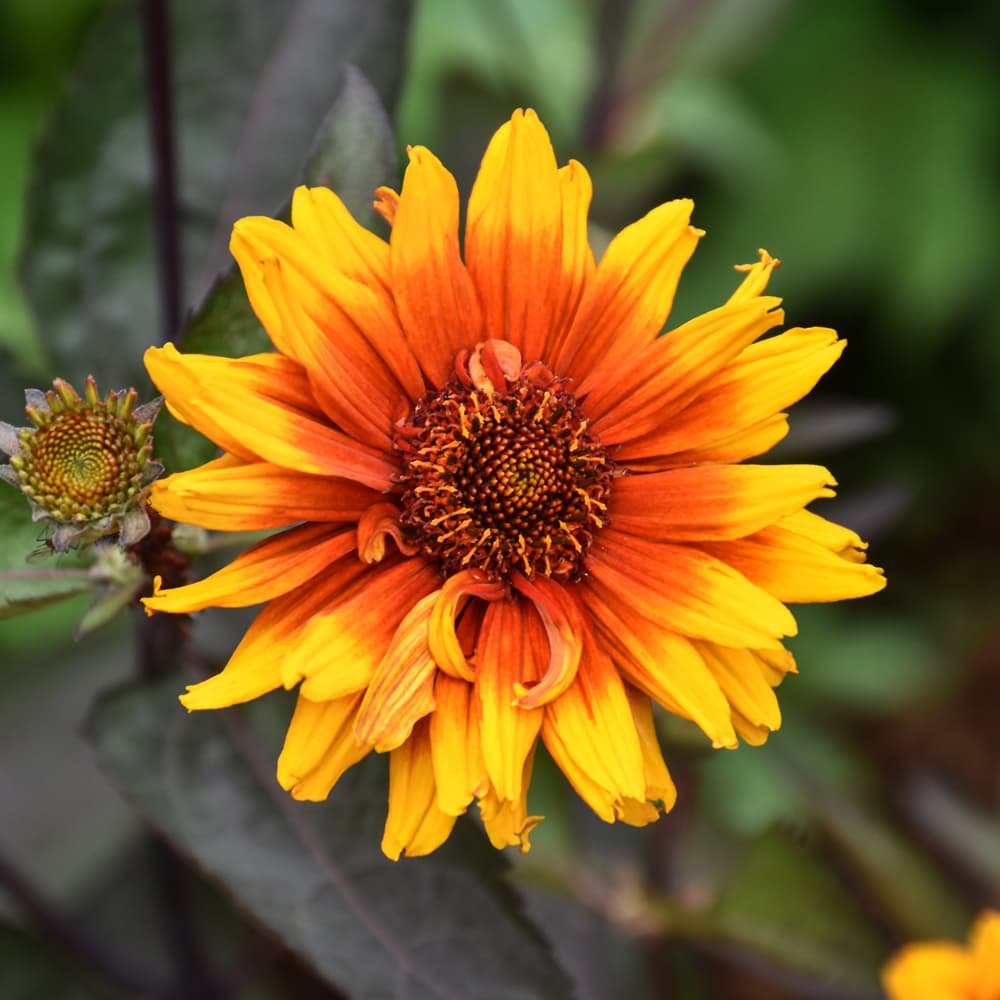 NetPS Plant Finder (www.netpsplantfinder.com)