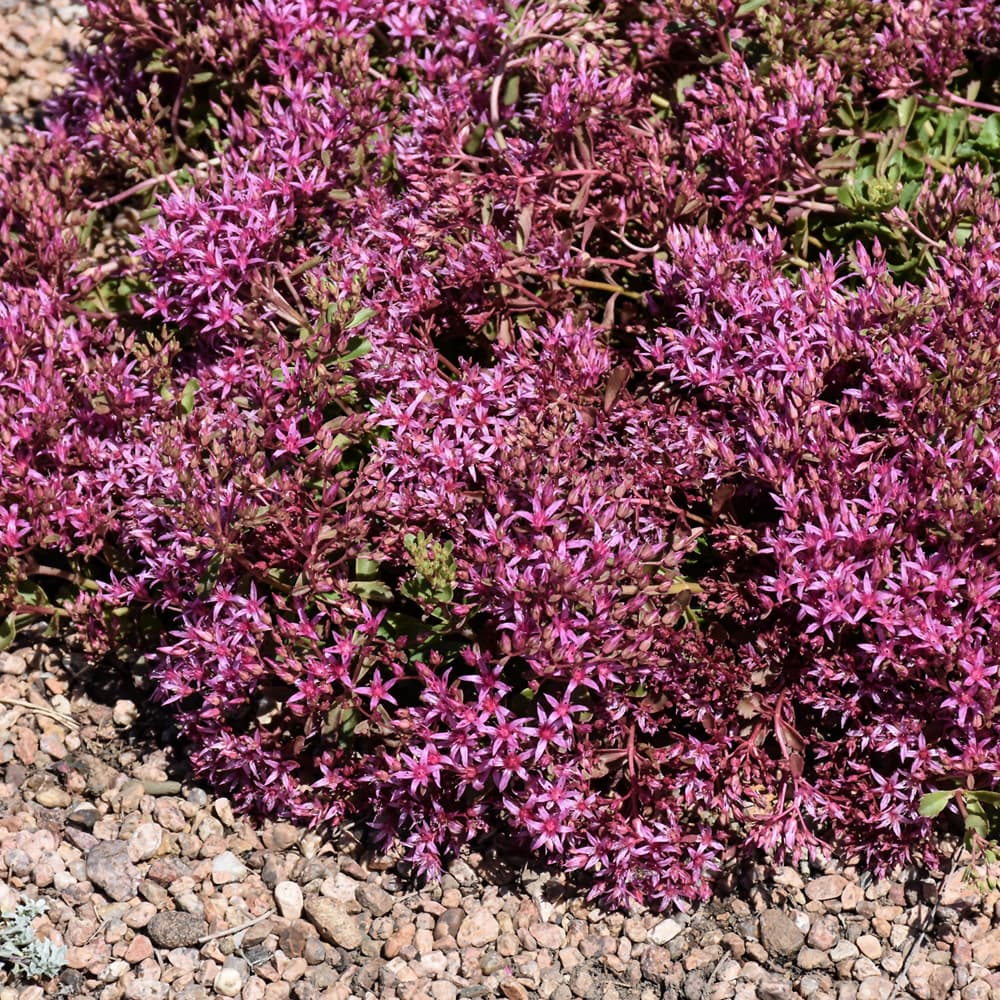 NetPS Plant Finder (www.netpsplantfinder.com)