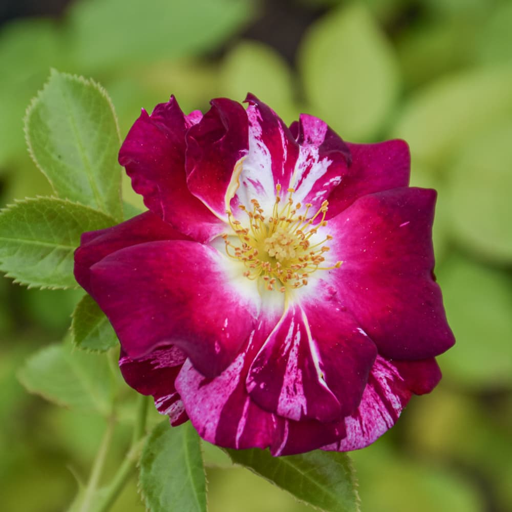 NetPS Plant Finder (www.netpsplantfinder.com)