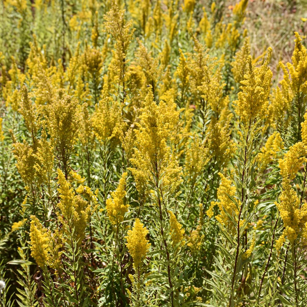 NetPS Plant Finder (www.netpsplantfinder.com)