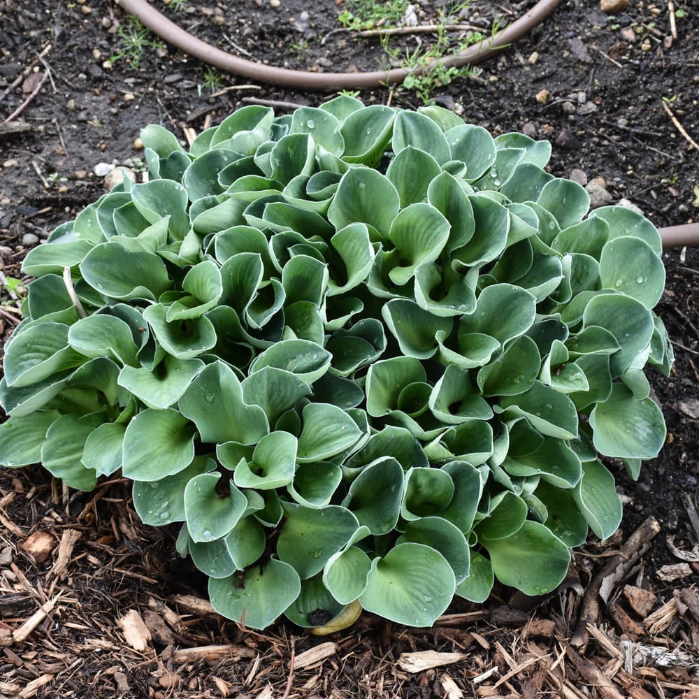 NetPS Plant Finder (www.netpsplantfinder.com)