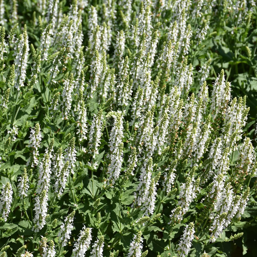 NetPS Plant Finder (www.netpsplantfinder.com)