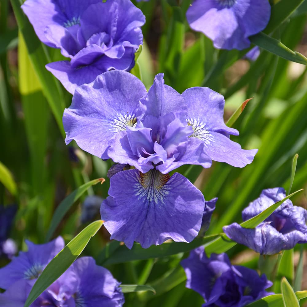 NetPS Plant Finder (www.netpsplantfinder.com)