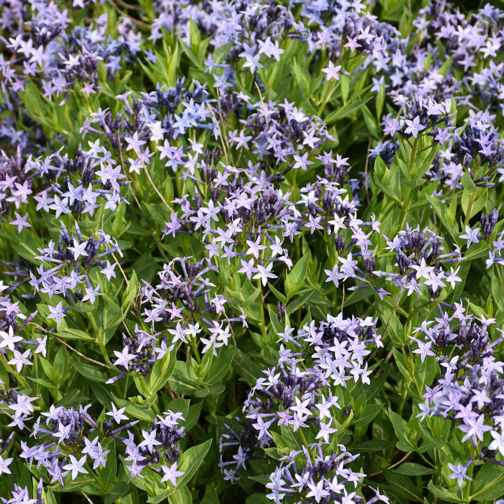 NetPS Plant Finder (www.netpsplantfinder.com)