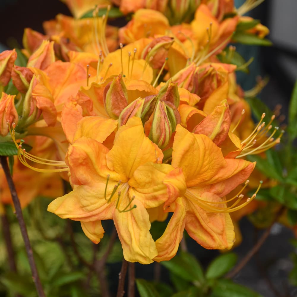 NetPS Plant Finder (www.netpsplantfinder.com)