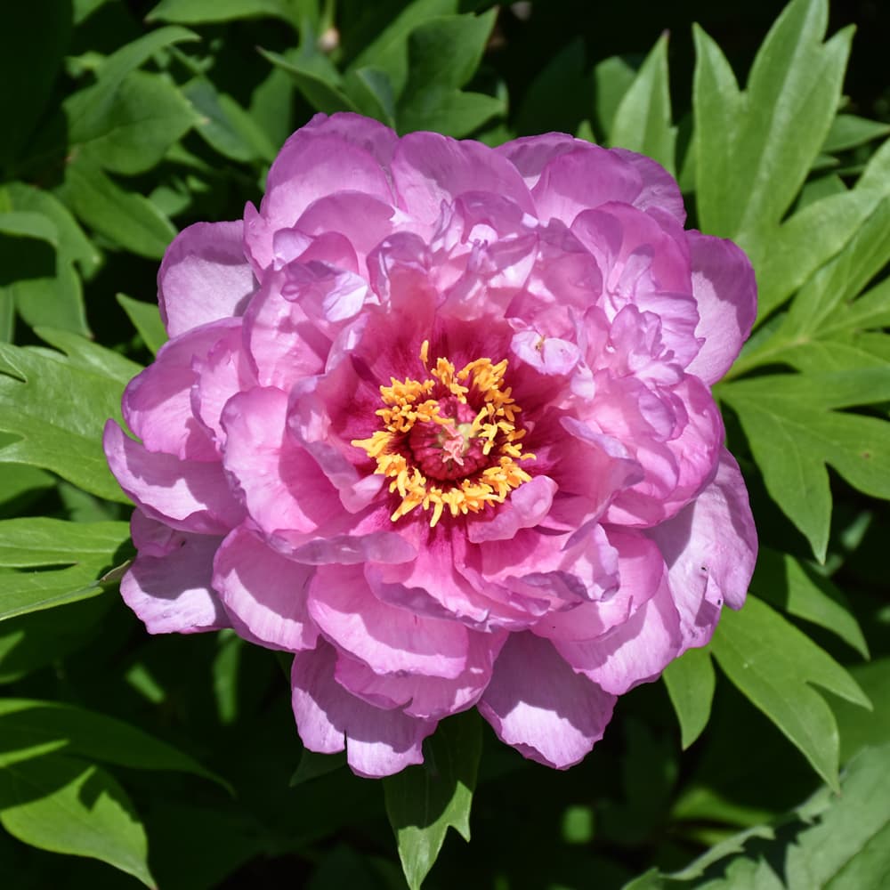 NetPS Plant Finder (www.netpsplantfinder.com)