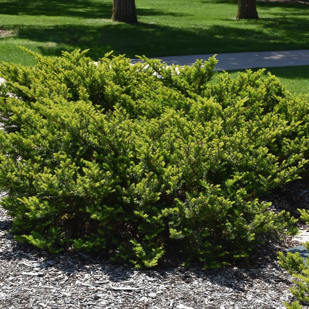 NetPS Plant Finder (www.netpsplantfinder.com)