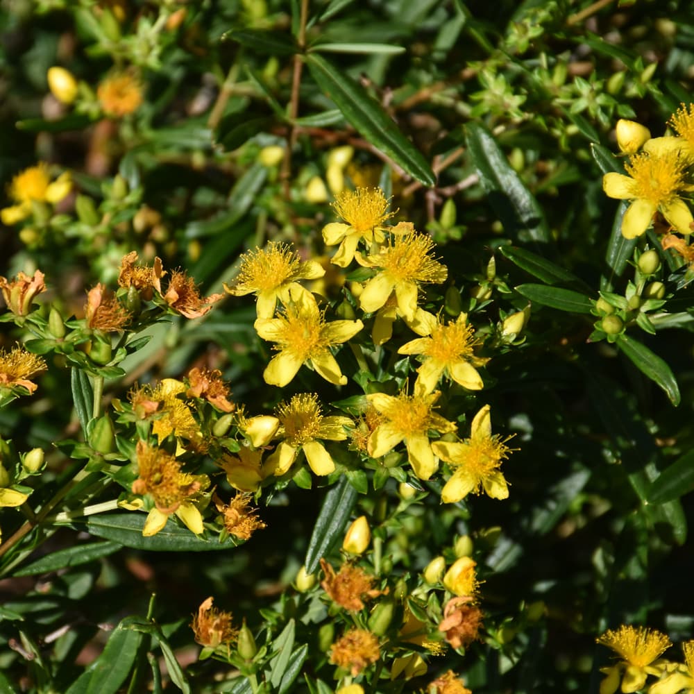 NetPS Plant Finder (www.netpsplantfinder.com)