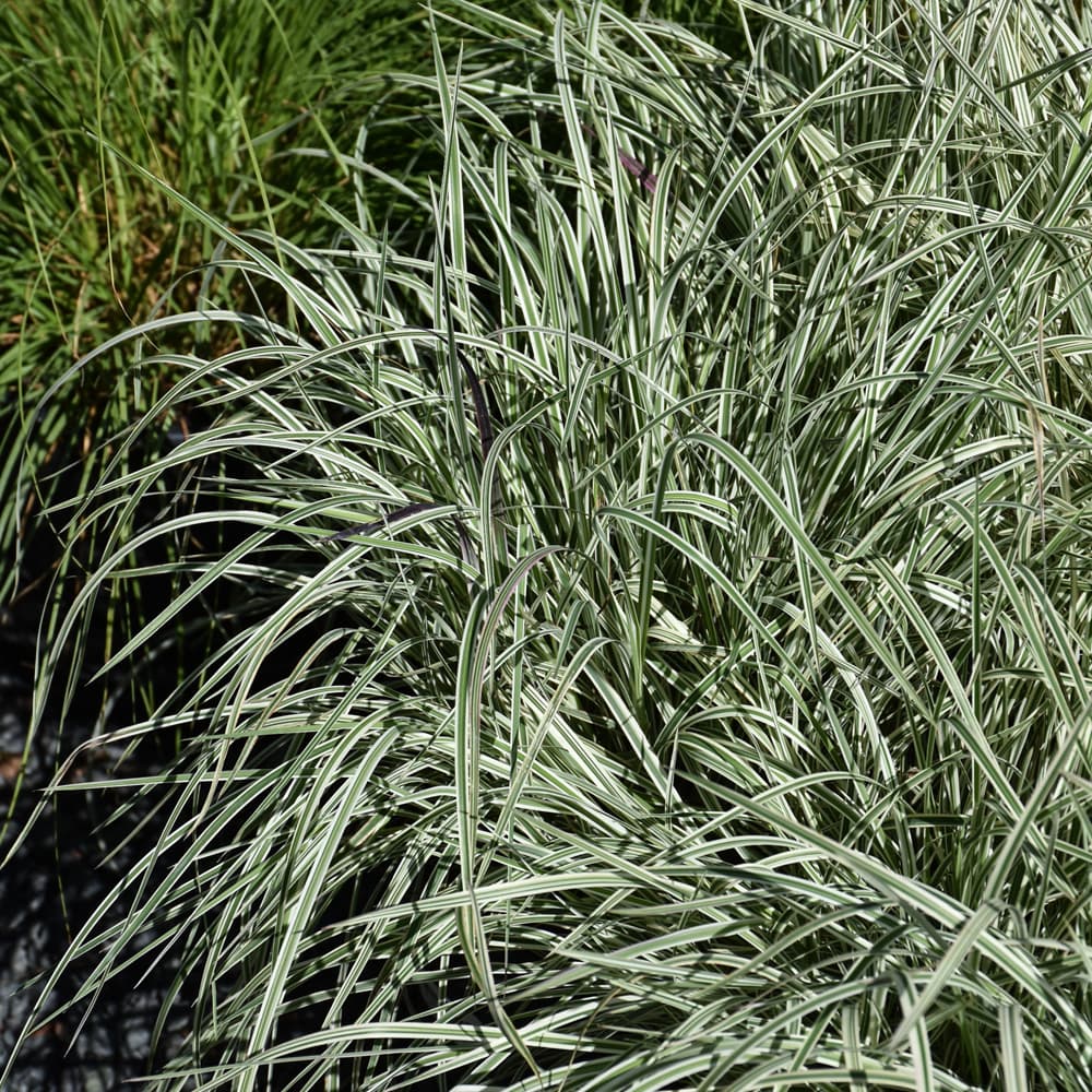 NetPS Plant Finder (www.netpsplantfinder.com)