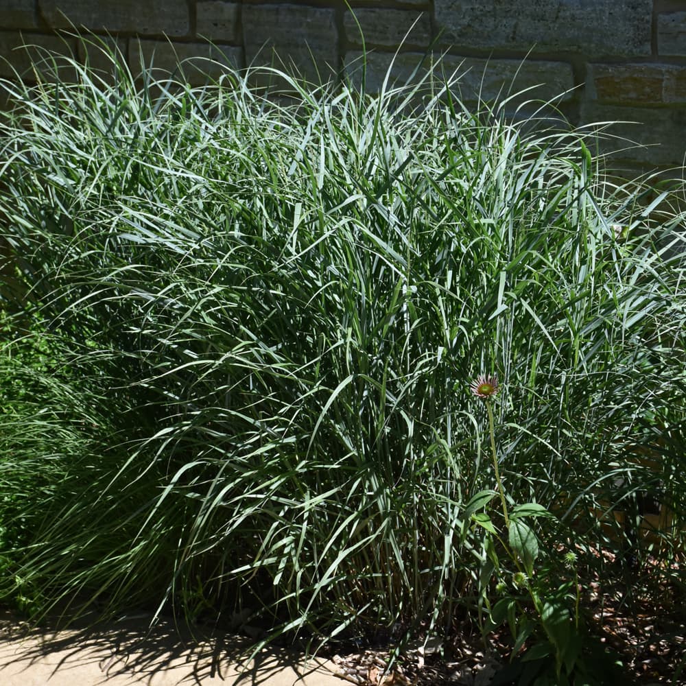 NetPS Plant Finder (www.netpsplantfinder.com)