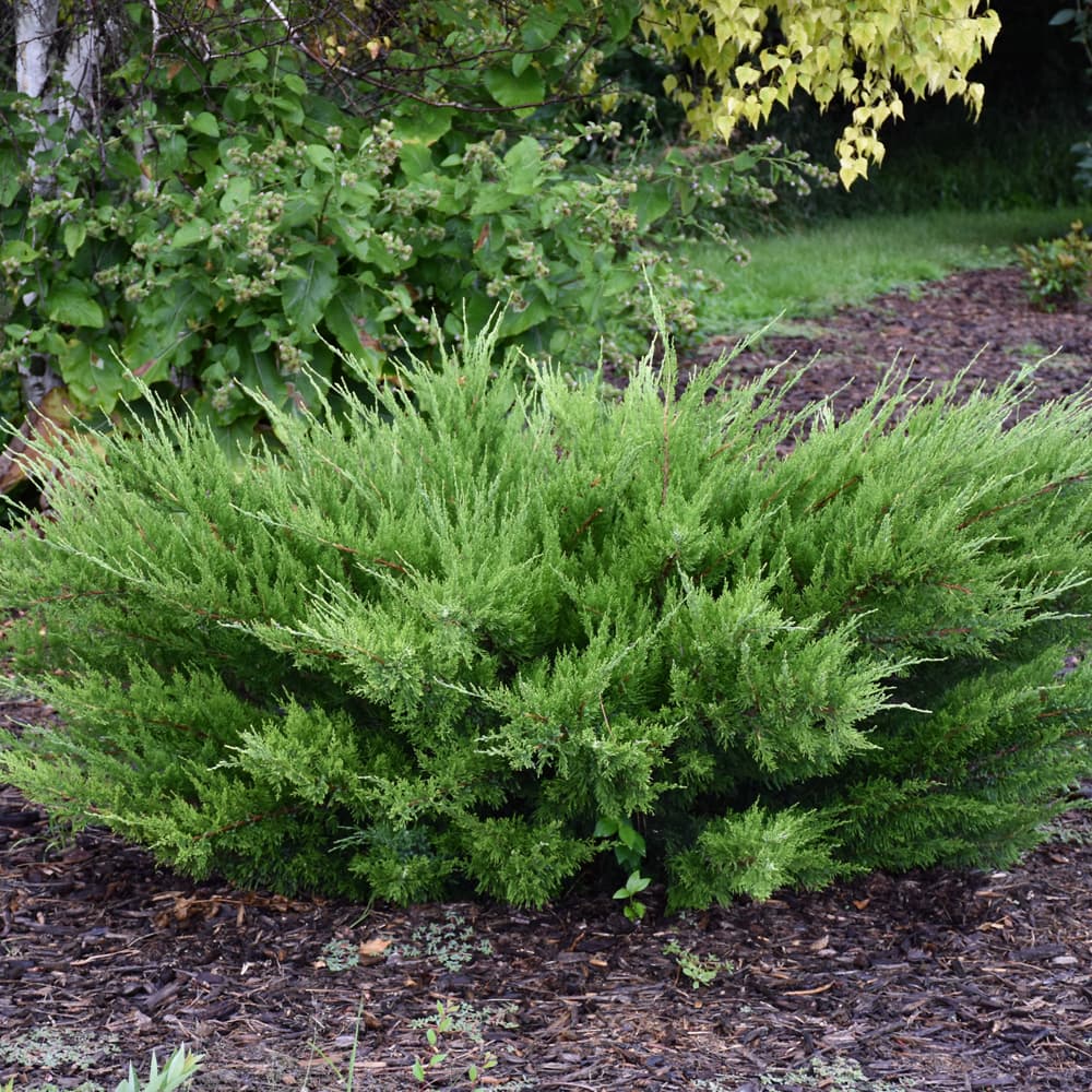 NetPS Plant Finder (www.netpsplantfinder.com)