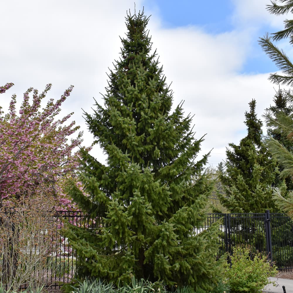 NetPS Plant Finder (www.netpsplantfinder.com)