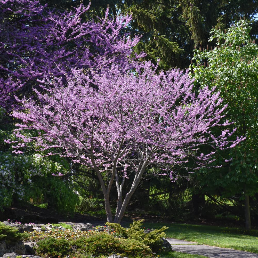 NetPS Plant Finder (www.netpsplantfinder.com)