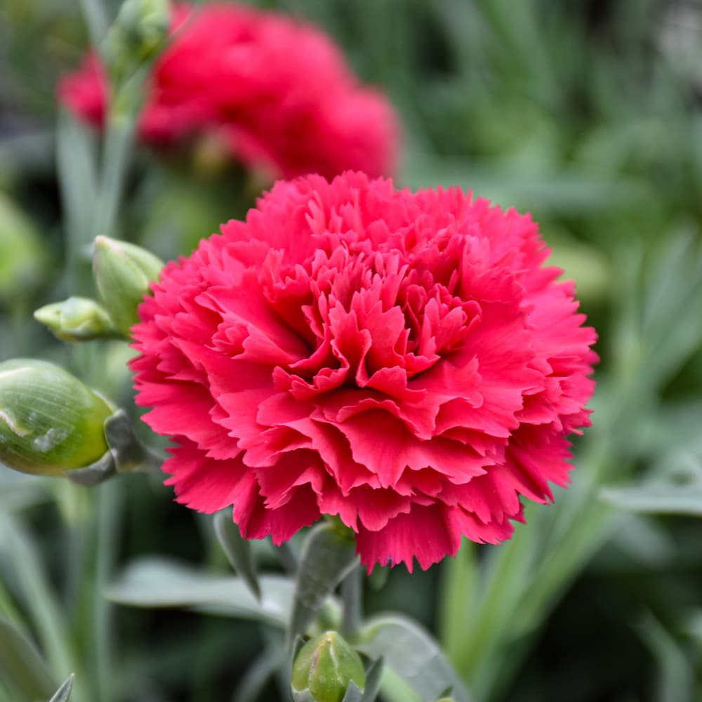 NetPS Plant Finder (www.netpsplantfinder.com)