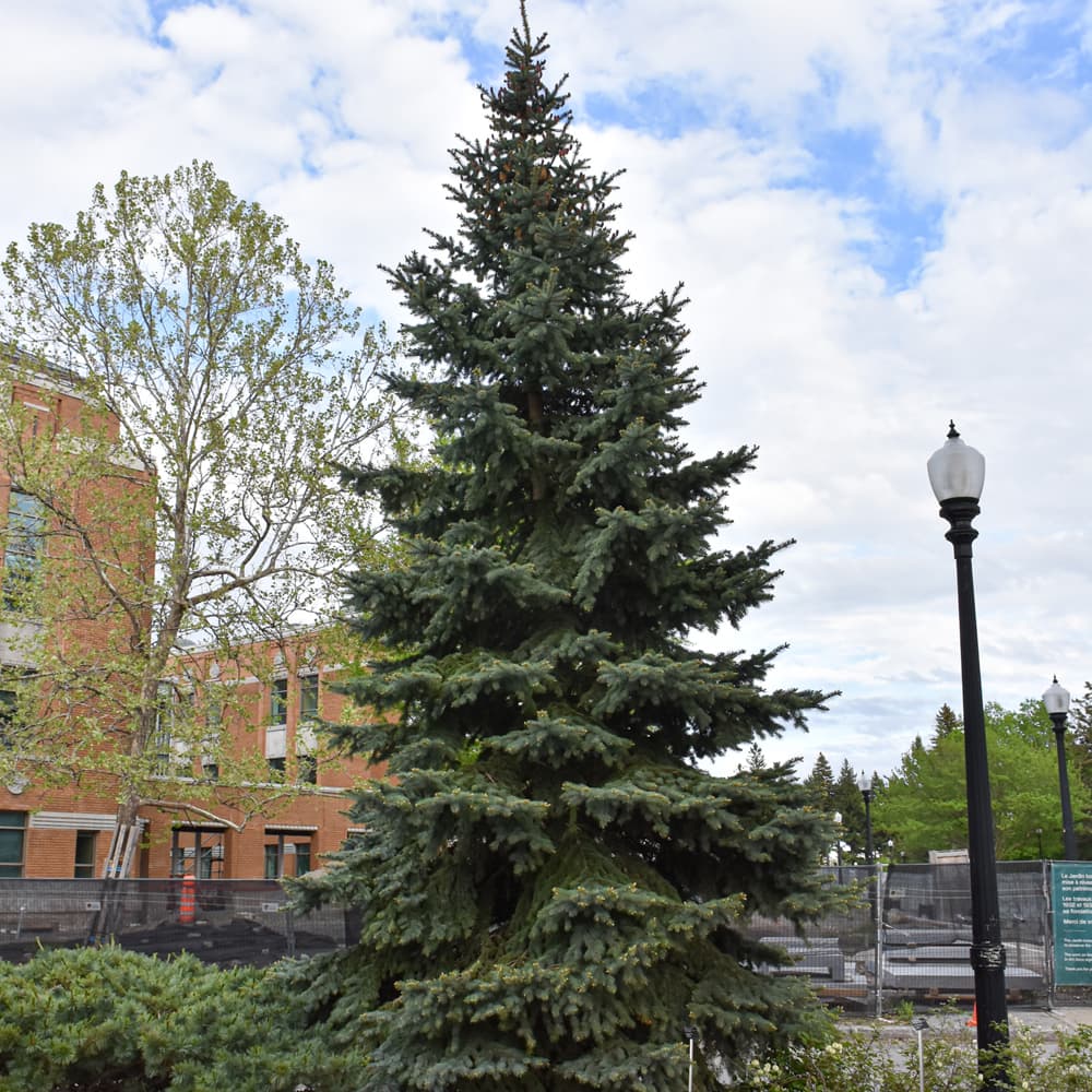 NetPS Plant Finder (www.netpsplantfinder.com)