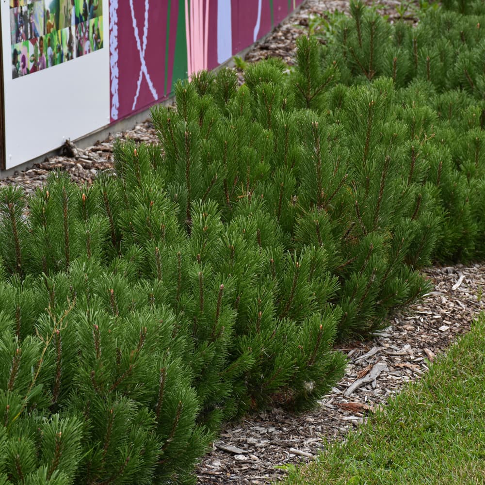 NetPS Plant Finder (www.netpsplantfinder.com)