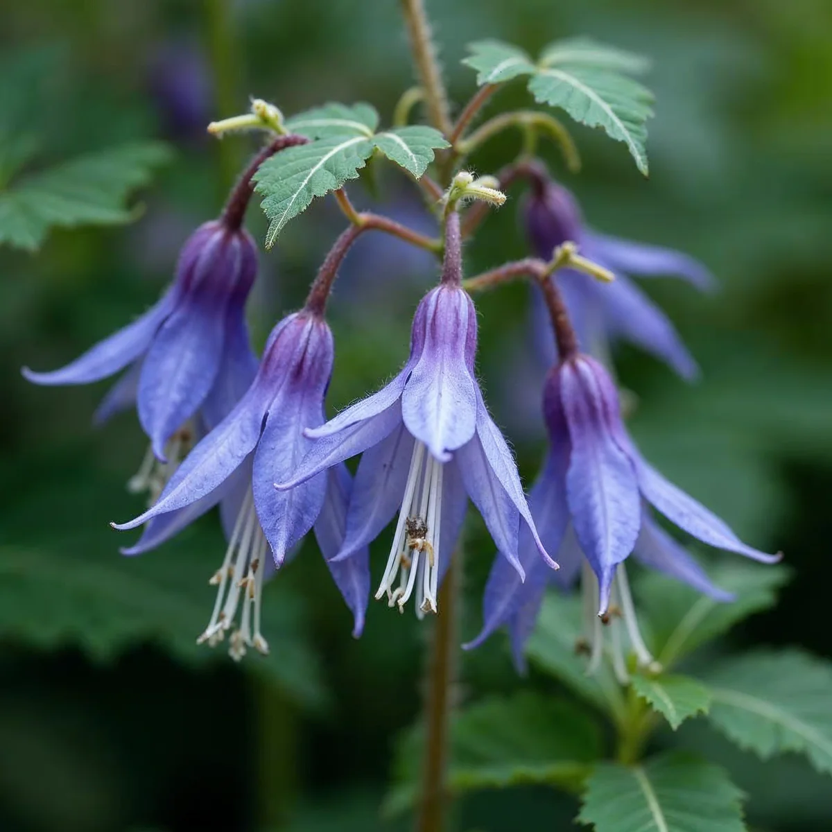 Aquilegia Early Bird Pur/ye