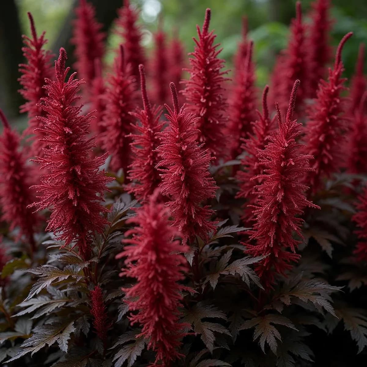 Astilbe Black Pearls