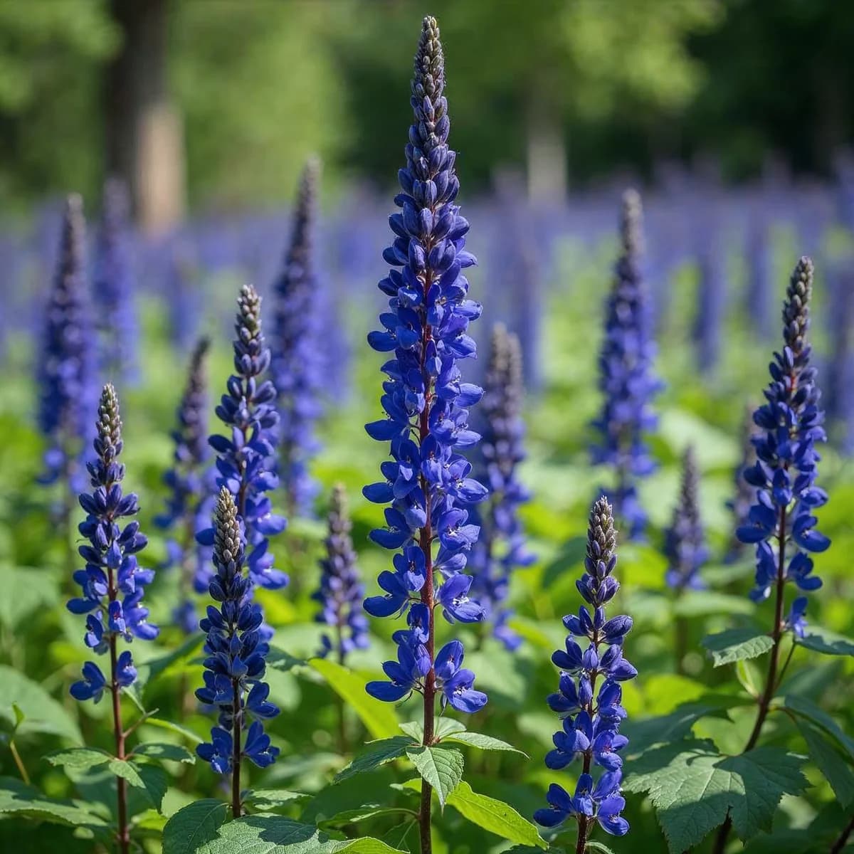 Baptisia Sparkling Sapphire