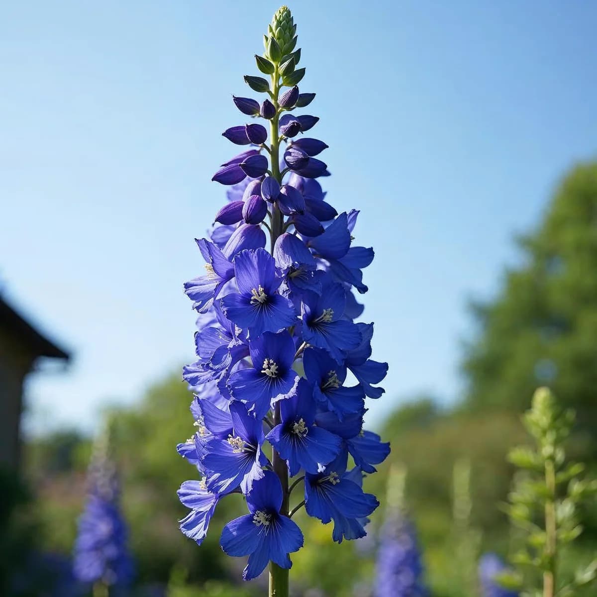 Delphinium Mag Sky Blue