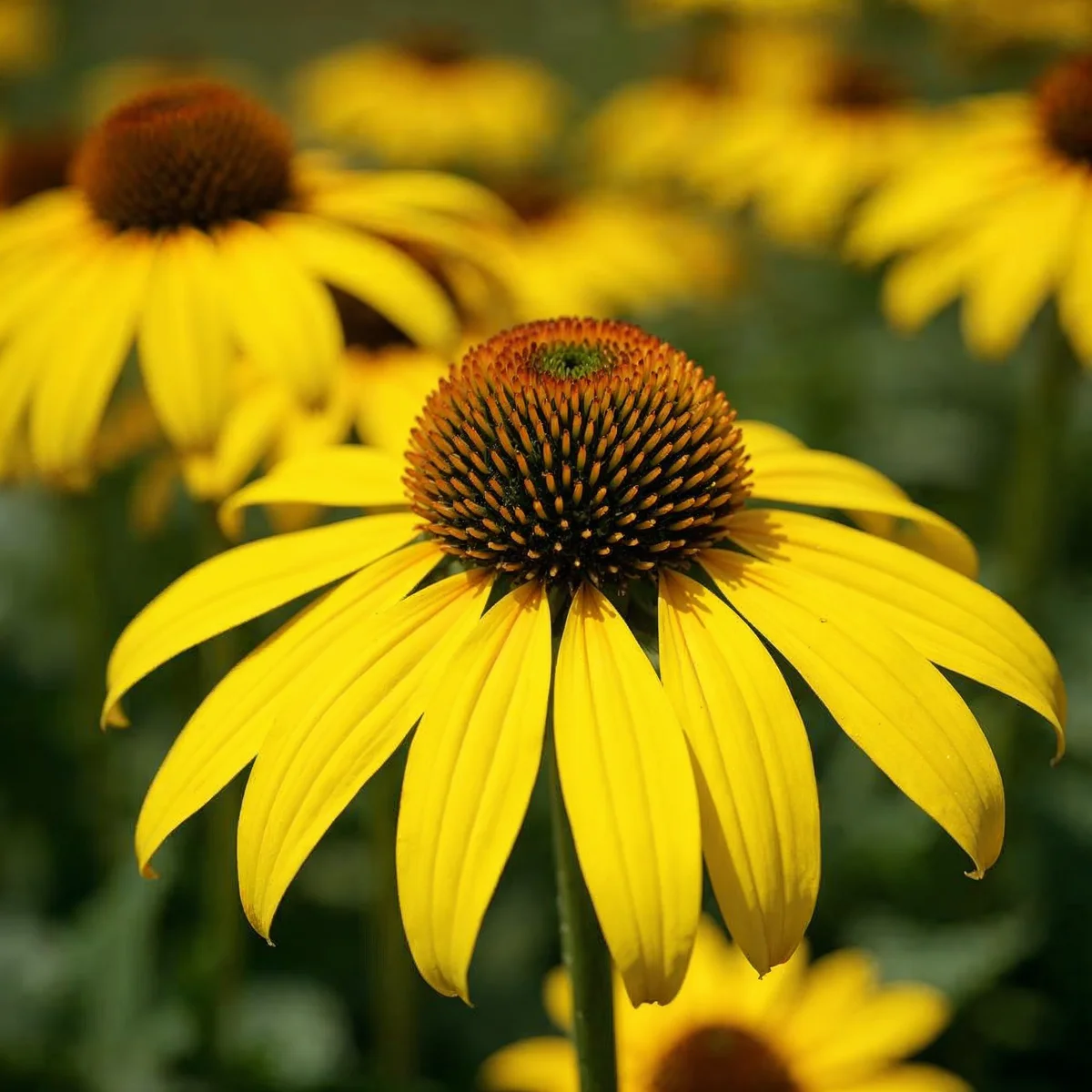 Echinacea Yellow Ombre